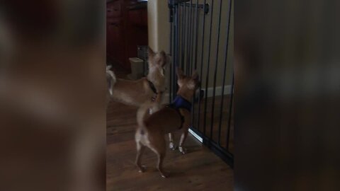 Dog Knows how to Open Gate