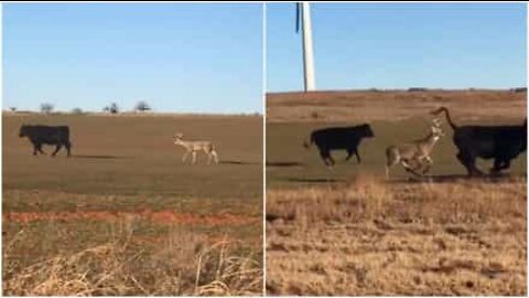 Veado confuso pensa que é uma vaca