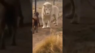 What happens when a dog meets a lion? #shorts