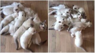 Une maman chat nourrit son immense portée de chatons