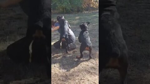 Rottweilers - Give It Up For Neighbor's Grandson Going All In With Vicious Rotti Pups!