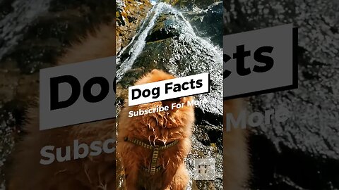 Dog Facts - I Bet You Don't Know 🐶😜😉 #dogs #doglovers #dogfacts #dogsofinstagram #dogshorts #shorts