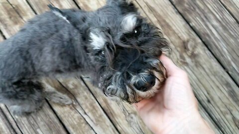 Old wise Miniature Schnauzer dog schools me on how to ignore a cat