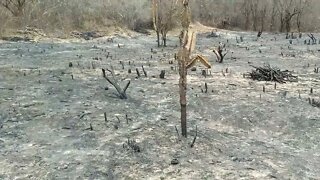 Preparando a roça e agora só esperar as chuvas para o plantio #Nordeste