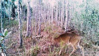 doe on the Trail Cam