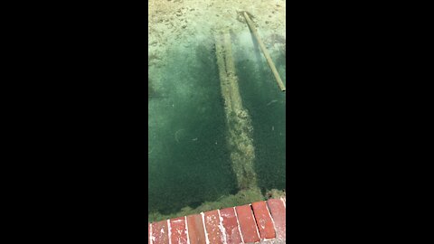 Tiny Fish at Dry Tortugas