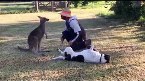 Jess, le kangourou qui se prend pour chien