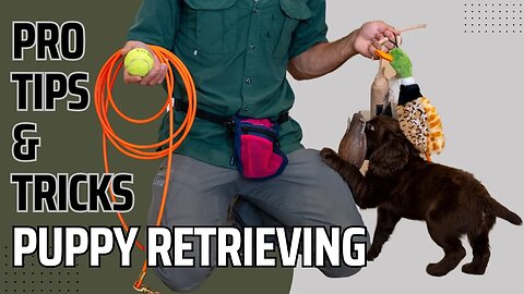 Puppy Retrieving - Pro Tips And Tricks To Help Any Breed Of Puppy Become A Better Retriever