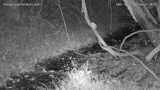 Screech owl arrives to go hunting on Wildlife Cam 1 @ 21:18 on 10/11/2022
