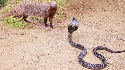 Mongoose vs cobra snake Epic Battle honey badger vs rock python and other animals
