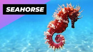 Seahorse 🌊 The Fish That Is So Un-Fish-Like! #shorts