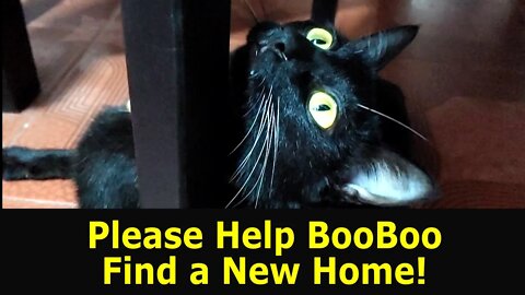 Please Help BooBoo Find a New Home -- she is very sweet and so small and needs a loving family
