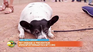 Pet Talk Tuesday – Pet disease and prevention