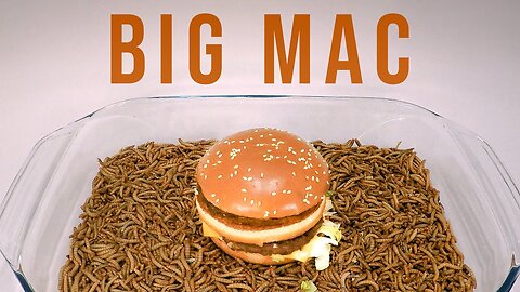 10 000 Mealworms vs. BIG MAC