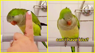 Cute Little Parrot Asking Pancake