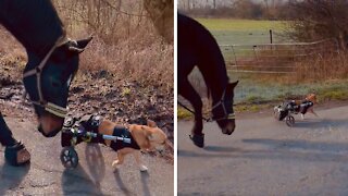 Paraplegic Dog Meets Friendly Horse, Instantly Become Buddies