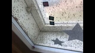 Hundreds of insects infest bedroom window
