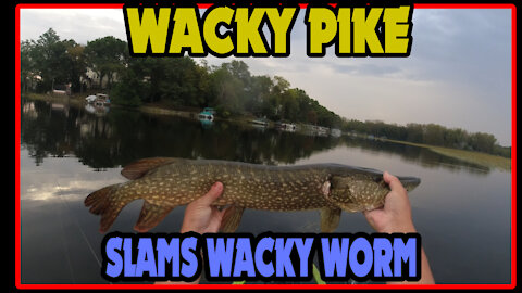 Pike slams wacky worm in front of Native Falcon 11 Kayak while bass fishing