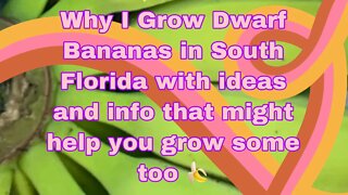 Why I Grow Dwarf Bananas with Tips On How You Can Too! SHEDWARS GLOBAL GARDENING 22G