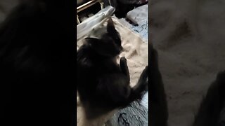 Another #cat video