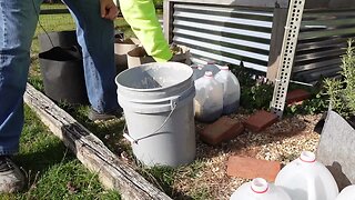 How to water milk jugs for winter sowing method