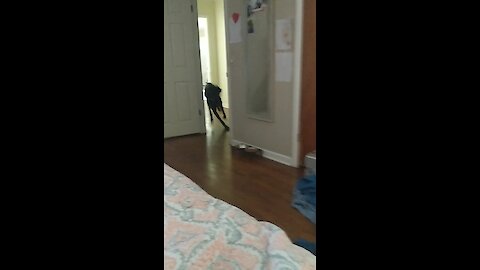 Zoomies with a Great Dane is so much more intense!