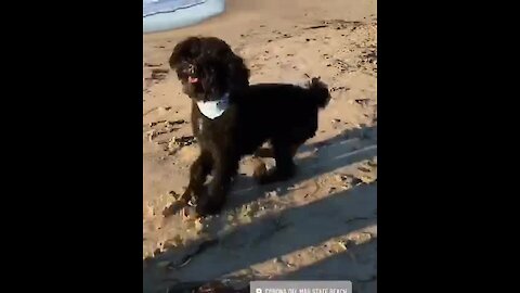 Overly-excited Doggy Just Can't Wait To Fetch Ball