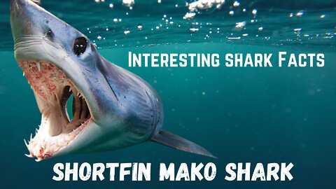 Interesting Shark Facts !!! Short Fin Mako Shark
