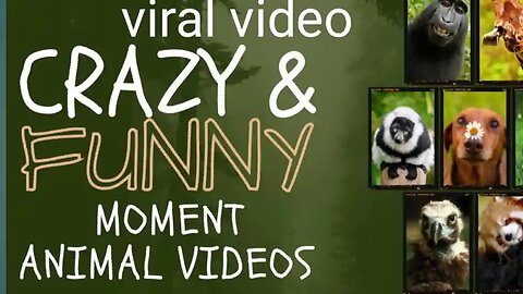 Funny viral video