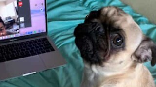Dog cries every time she sees owners on video call