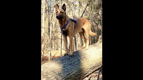 Malinois almost falls from tree