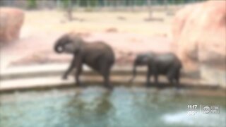 ZooTampa plans to vaccinate its mammals from COVID-19