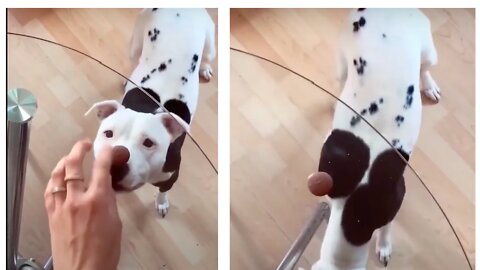 Helarious doggy struggling to catch its pray