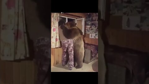 Bear has NO CHILL barges into cabin to get some #zoobox #funny #nonsense #becauseigothigh #bear