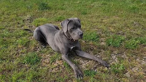 Bruce The Puppy Cane Corso 50 KG 110 Lbs 10.5 Months Old-