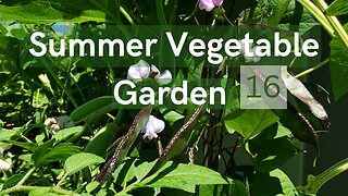 Summer Vegetable Garden #16 #gardening #vegetablegarden