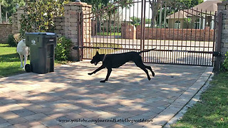 Funny Great Dane Hides from Playful Puppy Doing Newspaper Zoomies