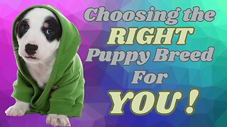 Uncover the best puppy breed for your lifestyle