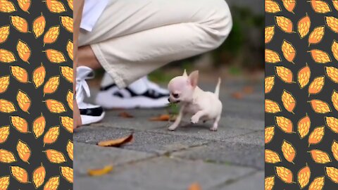 Small little runt with big determination!!! + more cute clips