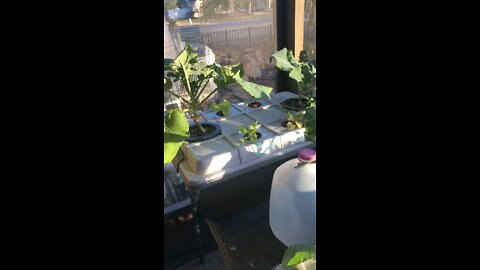 My first hydroponic garden ‼️. No electricity needed