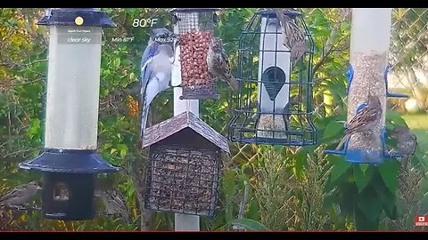 Florida Bird Feeder Live Camera HD