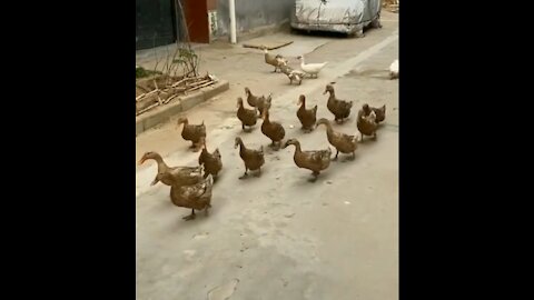 A group of ducks go home