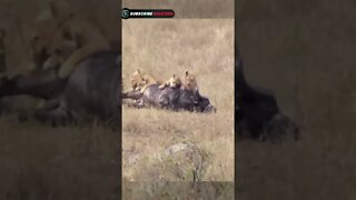 lion vs buffalo fight to death