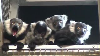 Baby lemurs debut at the Philadelphia Zoo