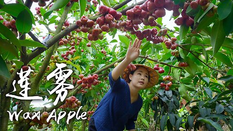 「One Fruit for a Table」 Wax Apple - "Mineral Water" Growing on Trees