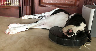 Great Dane Puppy Sleeps on Roomba Robot Vacuum