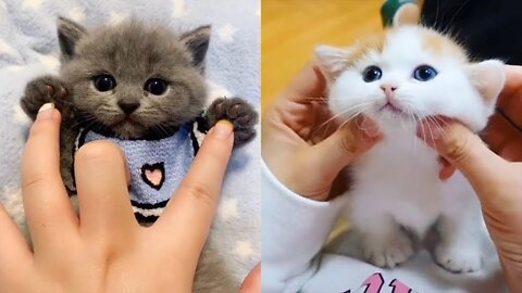 Babies Cats Cute And Funny Videos Compilation Of Cats Cute Kittens In The World