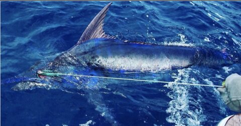 950lb Big Blue Marlin Monster Catch