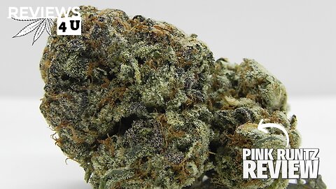 PINK RUNTZ STRAIN REVIEW | THC REVIEWS 4 U