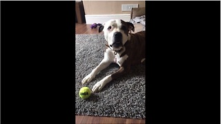 Dog attempts to claim owner's attention by "singing"